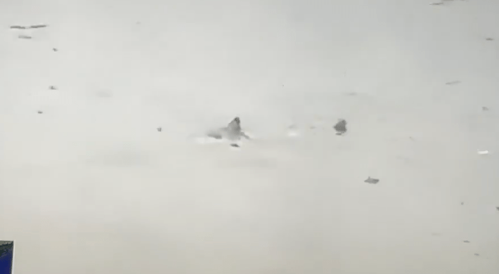 专家相信，风暴潮把巴尼加特湾海水推入瑟夫市，鲨鱼亦随水流被带到原本干涸的街道。X@DramaAlert 