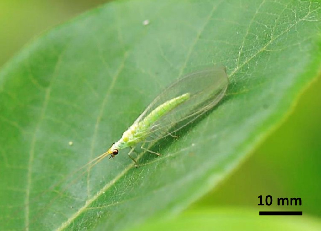 成虫多为草绿色，有一对半透明薄翅，长约15-20毫米。 渔护署