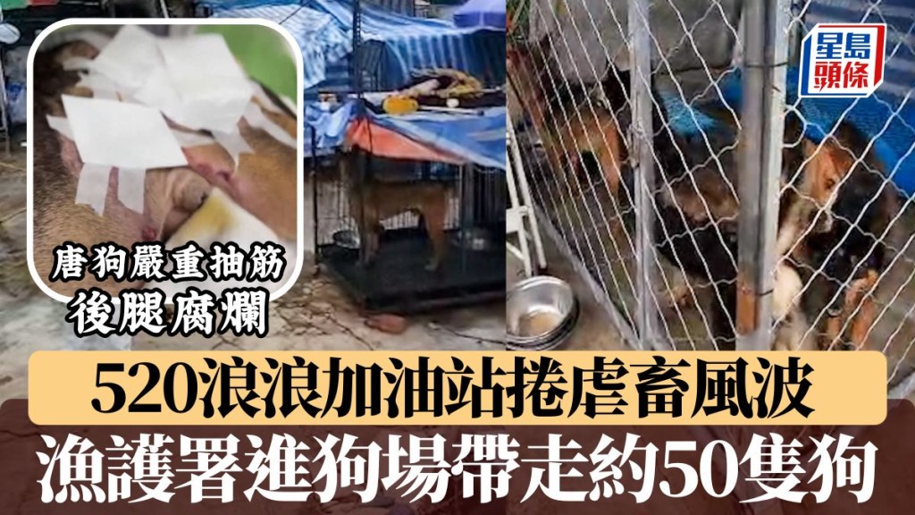 漁護署警方進520浪浪加油站八鄉狗場 帶走約50隻狗