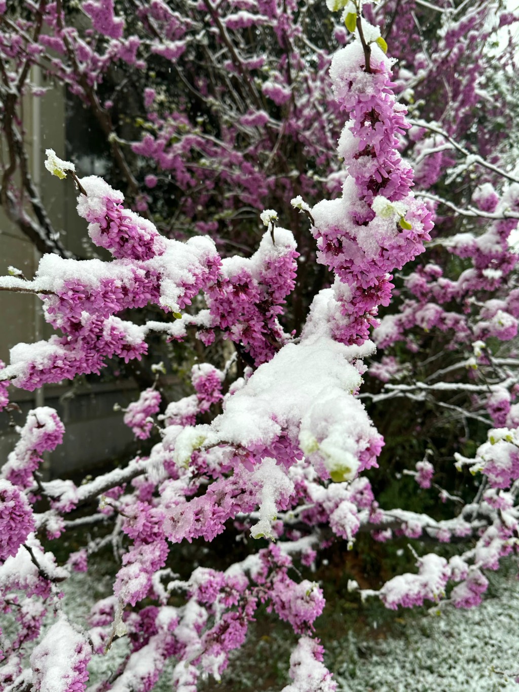 花都雪壓著。 微博圖