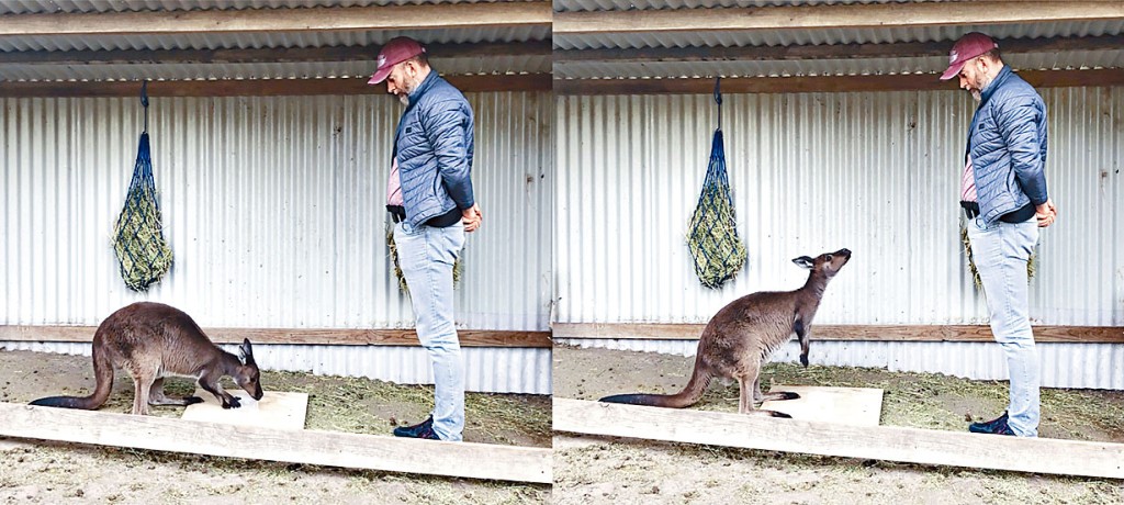 團隊發現，進行實驗的袋鼠懂得交替凝視裝有食物的透明盒及旁邊的人類，希望藉此取得食物。