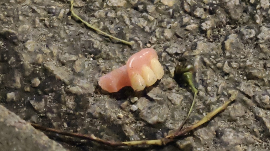 現場遺下假牙。 現場遺下假牙。