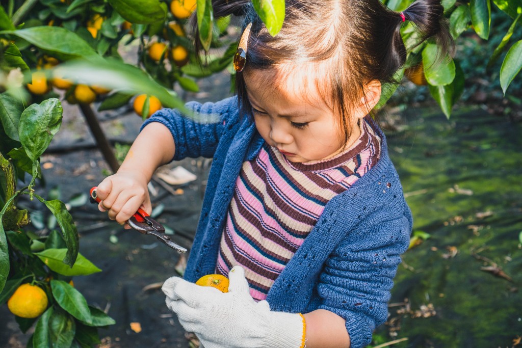 與女兒在濟州一起摘柑，令Paco印象深刻。