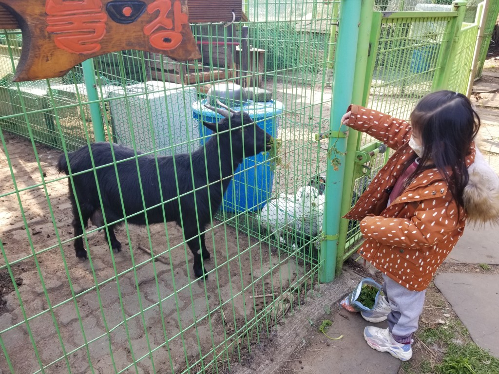 大部分濟州市的幼稚園都設有農場，小朋友可親自餵養動物。