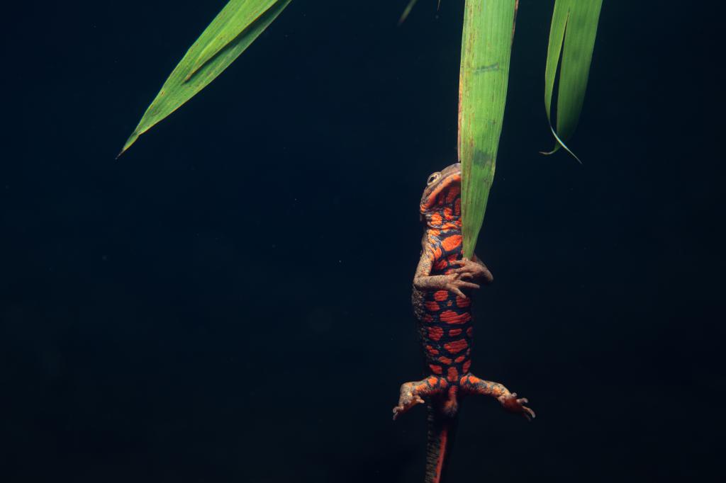 成體瘰螈的腹部長出獨一無二的部鮮橙色斑紋