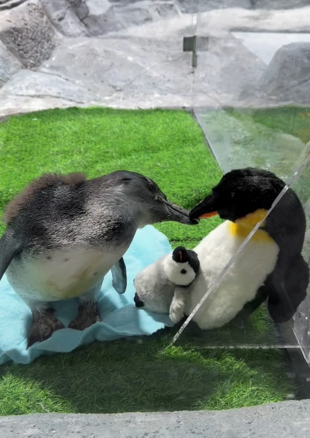 非洲企鵝B「茂茂」出世百天於元旦日首亮相公眾。 微博@申江服務導報