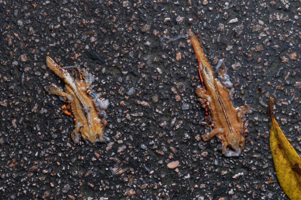 部分香港瘰螈被輾至爆肚而亡。