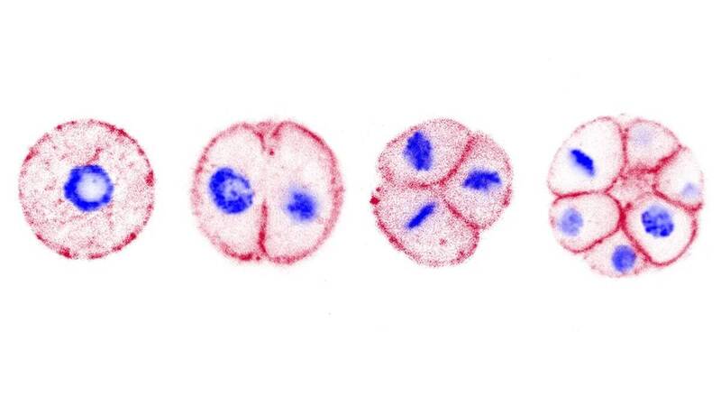 這組圖片展示了單細胞生物 「染色球藻」（Chromosphaera perkinsii）的多細胞發育過程。此生物被認為是動物的近親，其細胞從單一細胞開始逐步分裂成多細胞結構。藍色部分顯示細胞核，紅色部分則標示細胞質，清楚展現了細胞分裂的階段性變化。（取自Nature期刊）