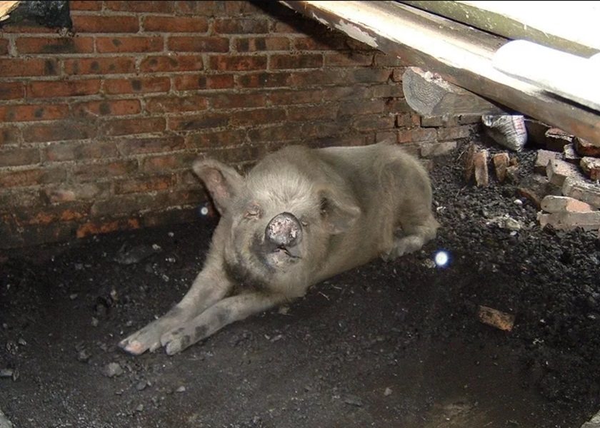 豬堅強在汶川大地震中被埋36日後仍生還。網圖