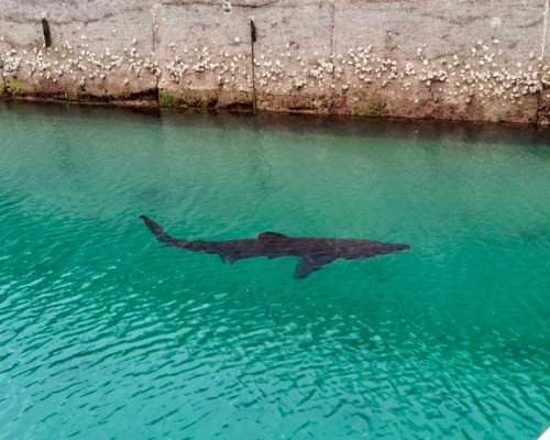 托奇碼頭發現長3.6米的姥鯊。 網圖
