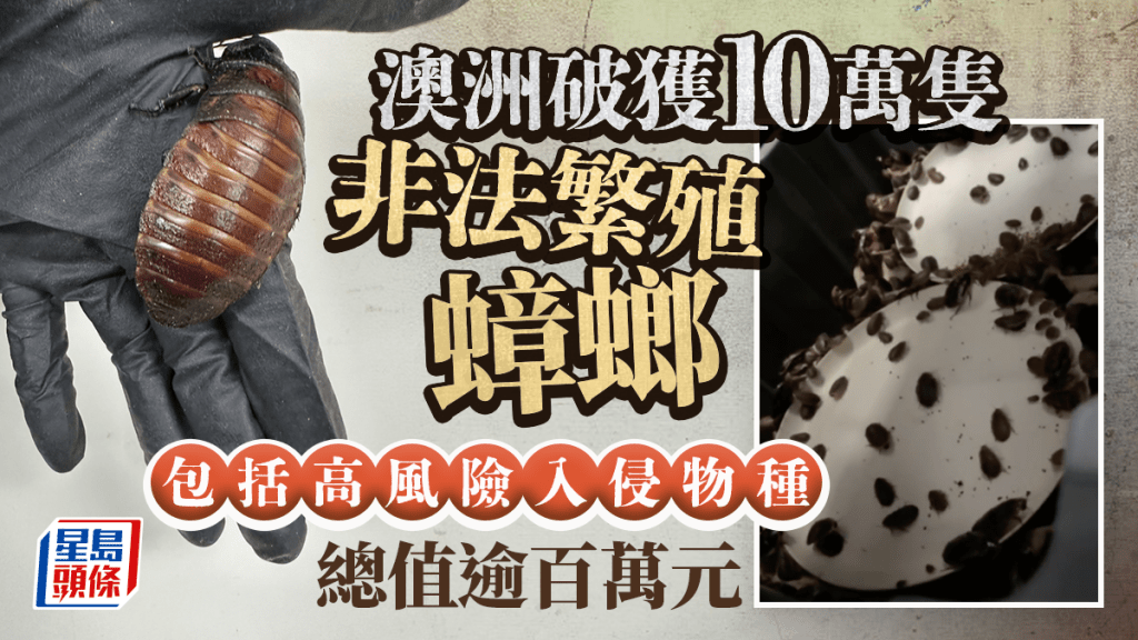 慎入｜澳洲破获10万只总值逾百万港元蟑螂 其中一款为高风险入侵物种