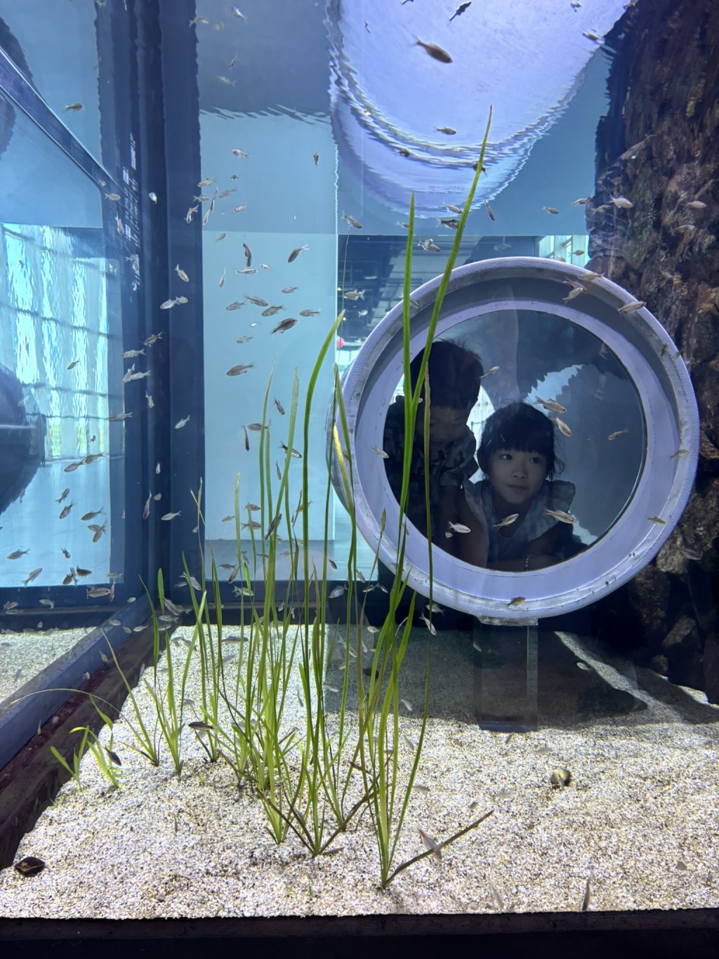 有別於傳統的水族缸展示，多元的參觀視角跟沉浸式的參觀體驗讓參觀者像化身成魚，徜徉於水中。（圖片來源：《親子王》）