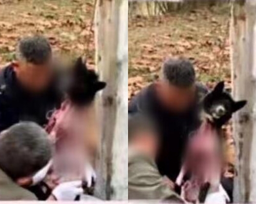 該名司機疑當街偷狗及殺狗，引起網民熱議。網圖