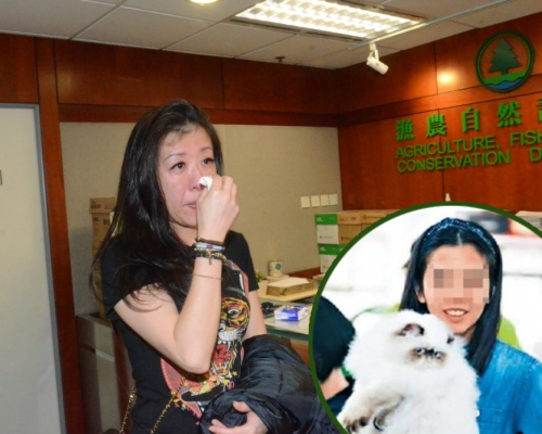 台灣貓舍女負責人今早到漁護署,講述事件的詳細經過;小圖為涉偷貓姓李女子。 蔡楚輝攝