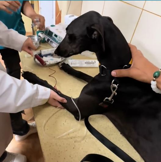 格力犬擁有萬能血成為移動的寵物血庫。抖音＠墨染流年