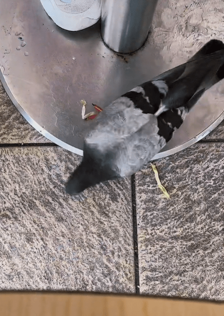 不時有網民見到九龍公園野鴿群搶吃薯條。小紅書圖片