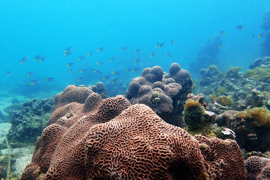 登上玻璃底船欣賞美麗的海底世界和珊瑚群落。（圖片授權：WWF Hong Kong）