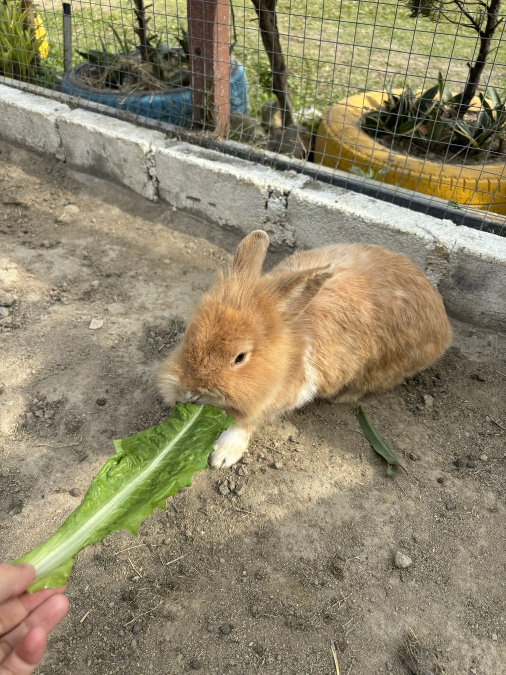 小白兔農莊內的兔兔有專屬放風場，讓小朋友近距離接觸餵食。（圖片來源：《親子王》）