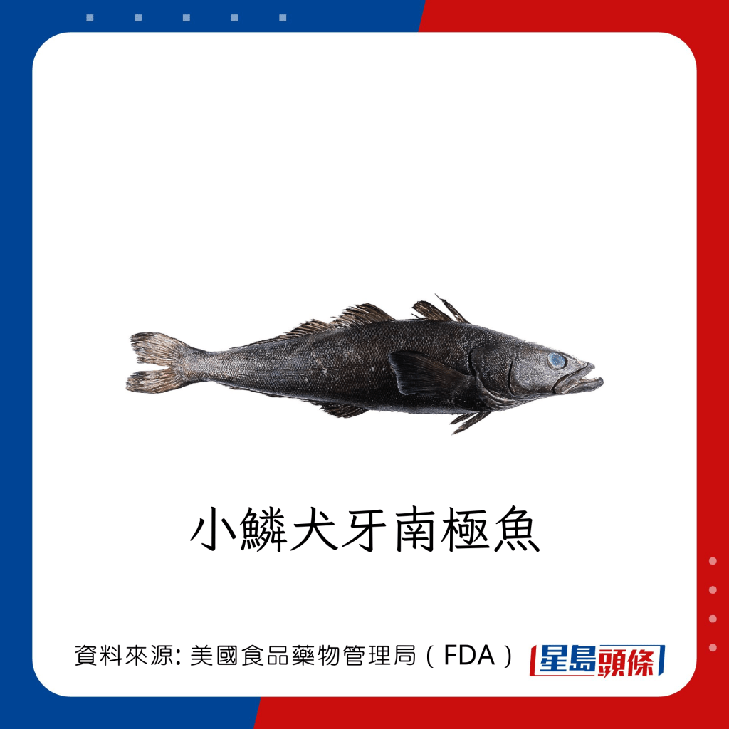 魚類水銀｜水銀含量中等的魚類：小鱗犬牙南極魚