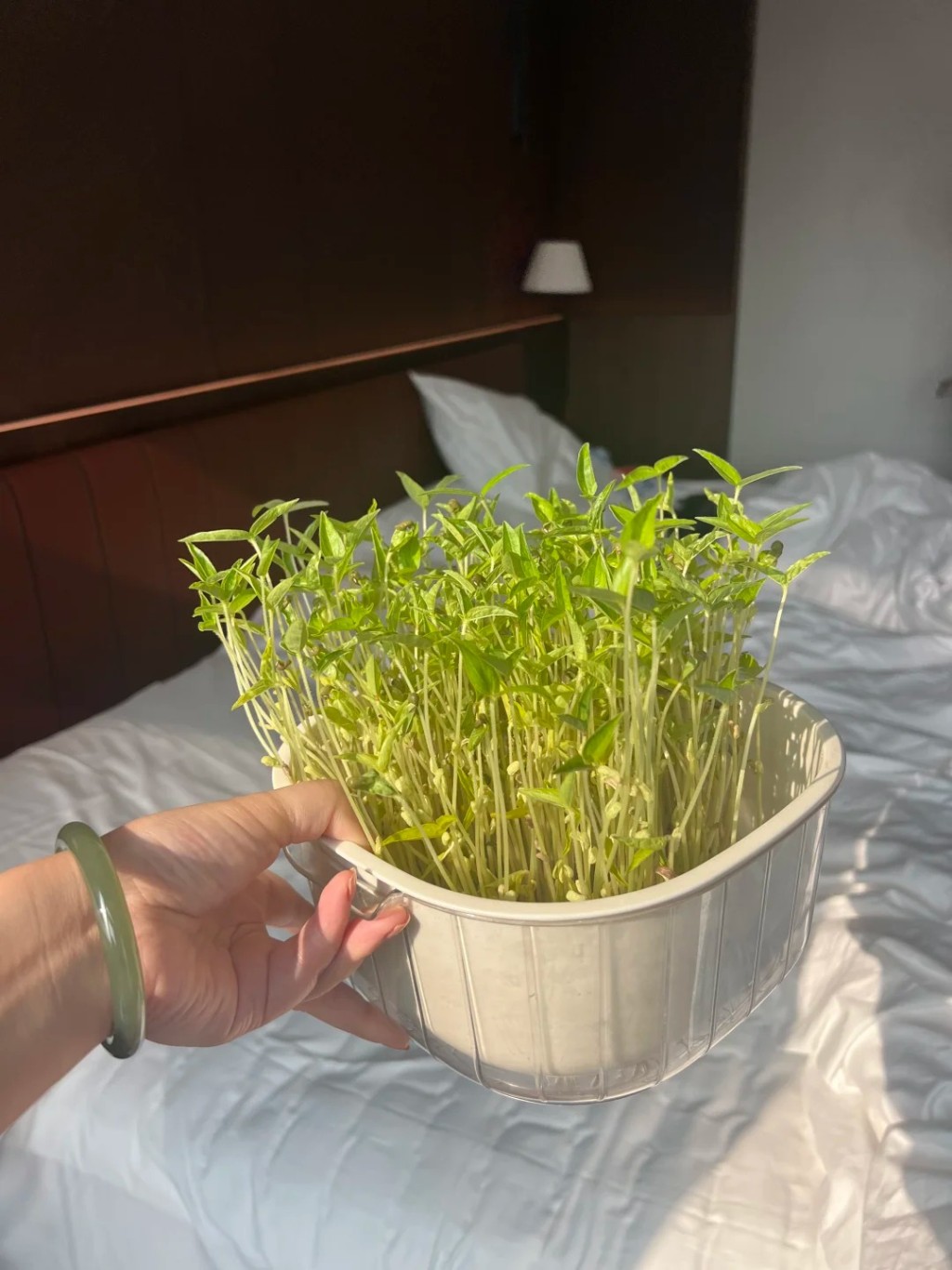 國慶長假中,許多家庭也要帶著綠豆芽出遊,讓孩子完成觀察日記功課。小紅書@檸檬百香果 國慶長假中,許多家庭也要帶著綠豆芽出遊,讓孩子完成觀察日記功課。小紅書@檸檬百香果