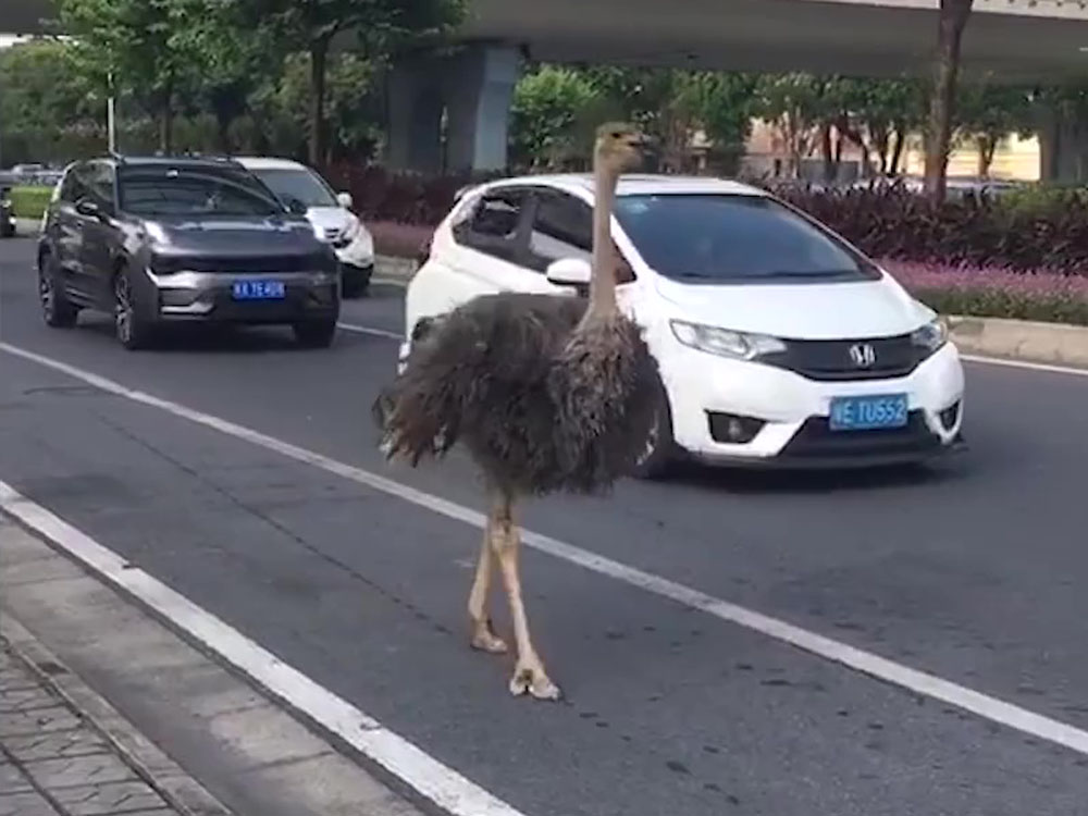 巨大鴕鳥在馬路上優雅前行。