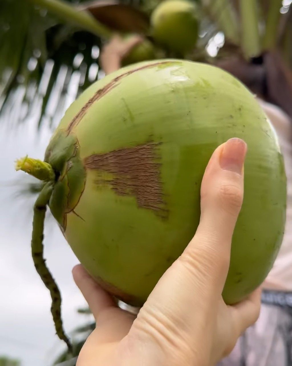 林明祯接过妈妈摘下的椰子，兴奋地说：“哗！新鲜的椰子水！”