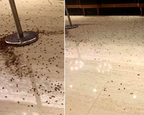 歹徒昨晚在台灣警方聚餐上投擲上千隻蟑螂，令台灣社會震驚。網上圖片