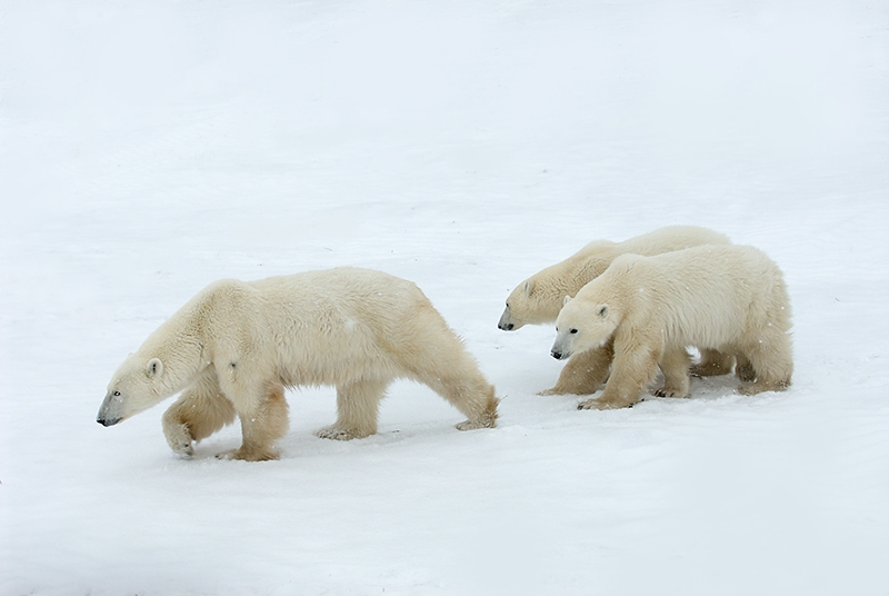 國際北極熊中心網頁圖片