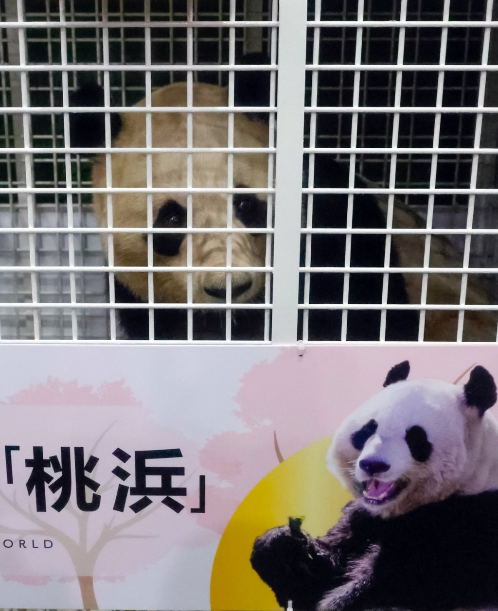2月23日凌晨在成都雙流機場海關拍攝的運抵中國的大熊貓「桃浜」。新華社