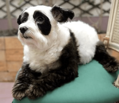 內地流行將白色的寵物犬染成大熊貓的外貌。
