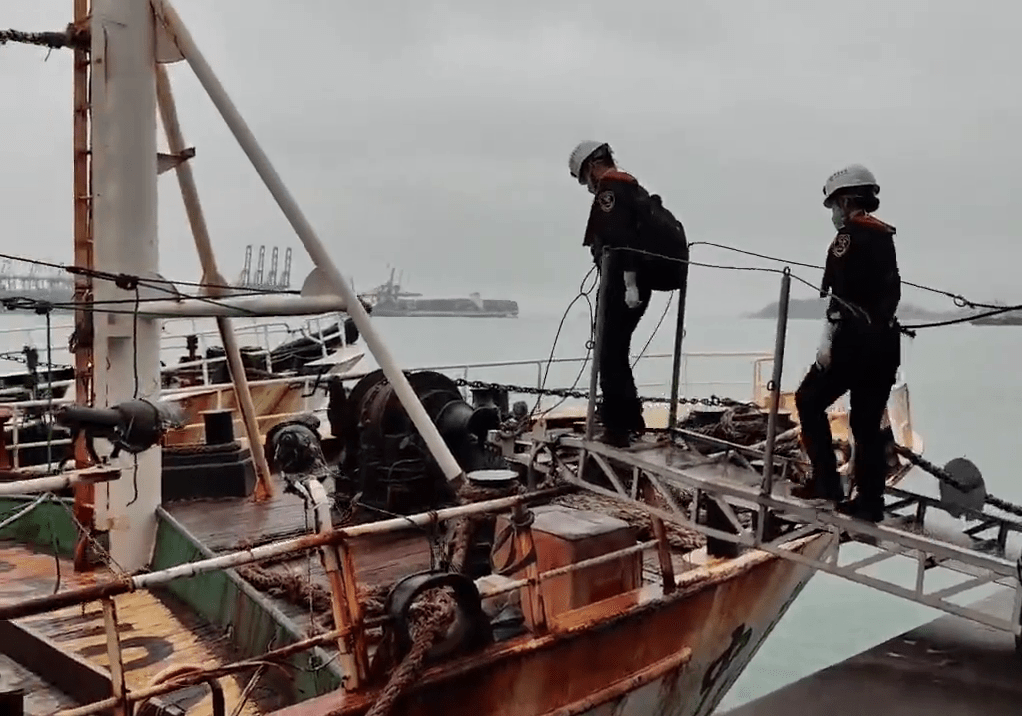 深圳大鵬海關在入境漁船中截獲德國小蠊20000餘隻。 深圳大鵬海關在入境漁船中截獲德國小蠊20000餘隻。