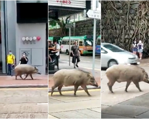 堅尼地城科士街石牆樹對開驚現一隻極肥野豬。影片截圖
