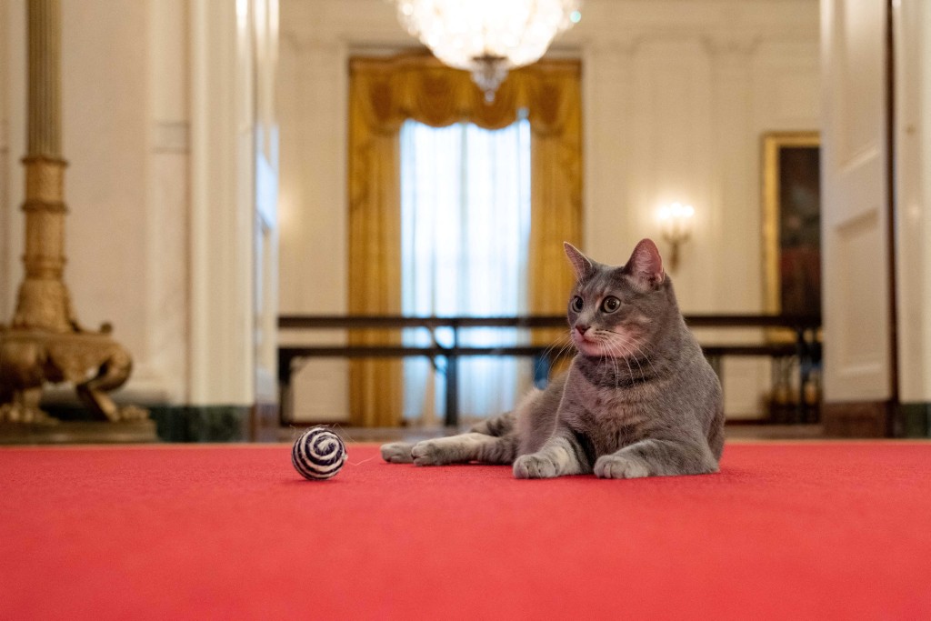 生活在白宮的「美國第一貓」威羅。　路透社