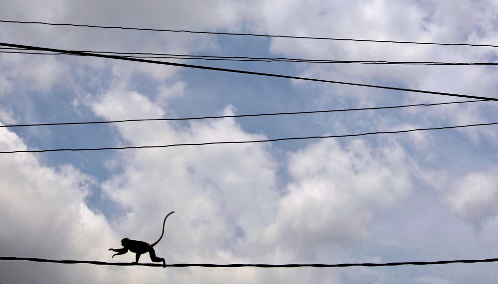 斯里蘭卡一隻猴子在路邊主電線上行走。 路透社資料圖
