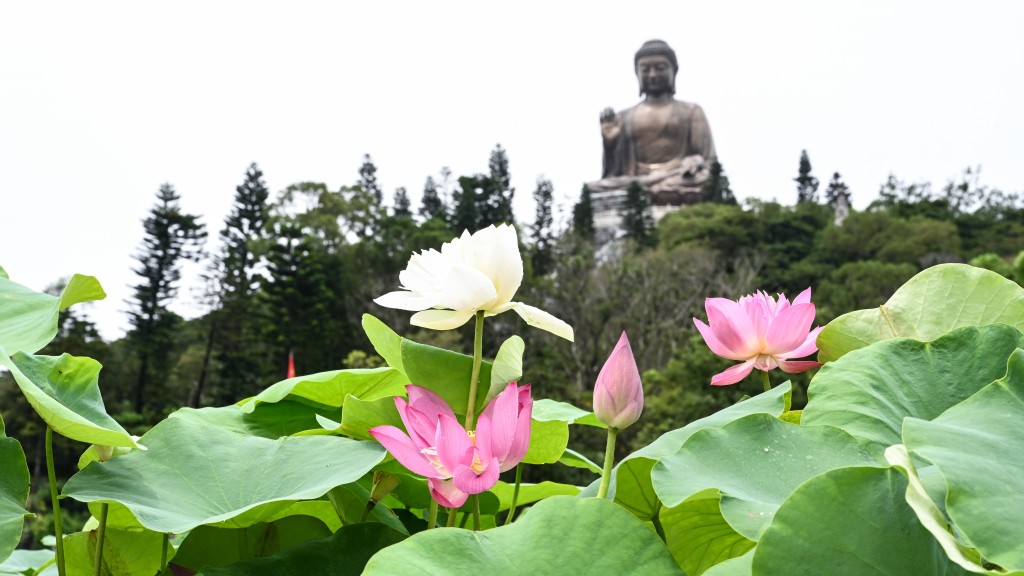 寶蓮禪寺由6月23日至7月2日，舉行「盛世荷花·福祐香港」大型荷花展，歡迎市民及善信前來觀賞。