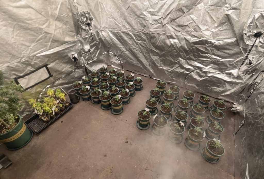 警方檢獲約200棵總重約6.2公斤的懷疑大麻植物。警方圖片