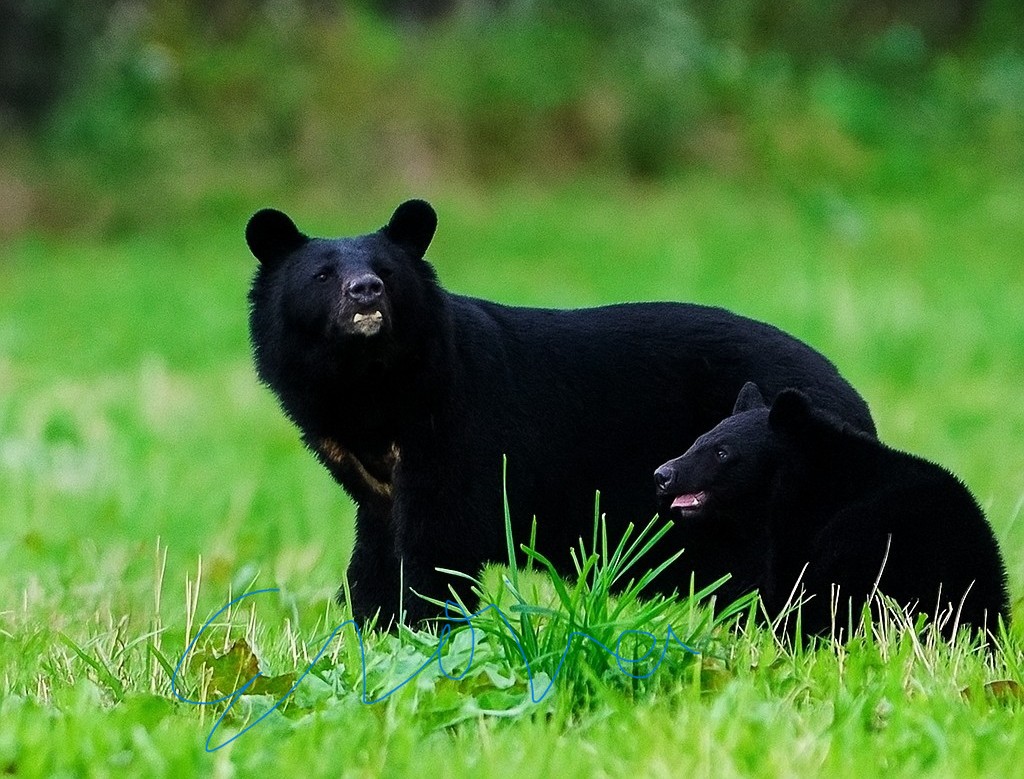 岩手縣盛岡市也多次目擊熊出沒。X@erinaito_shiba