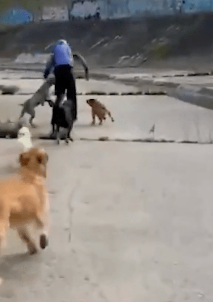 其中一只身手敏捷的猛犬更成功飞扑上前，一口狠狠咬住色魔的大腿。