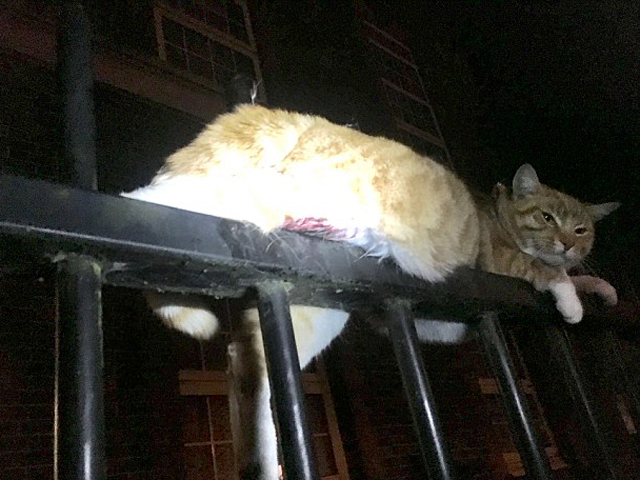 愛護動物協會人員及消防員先後趕到現場,將貓救出。 網圖