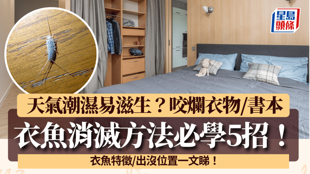 衣鱼消灭方法必学5招！天气潮湿易滋生？衣鱼特征/出没位置一文睇！