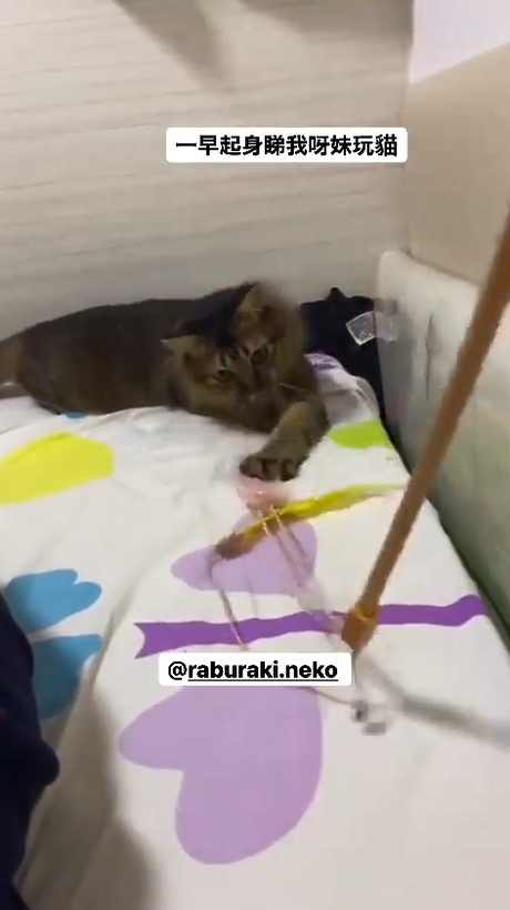 坤哥妹妹代為照顧其愛貓。