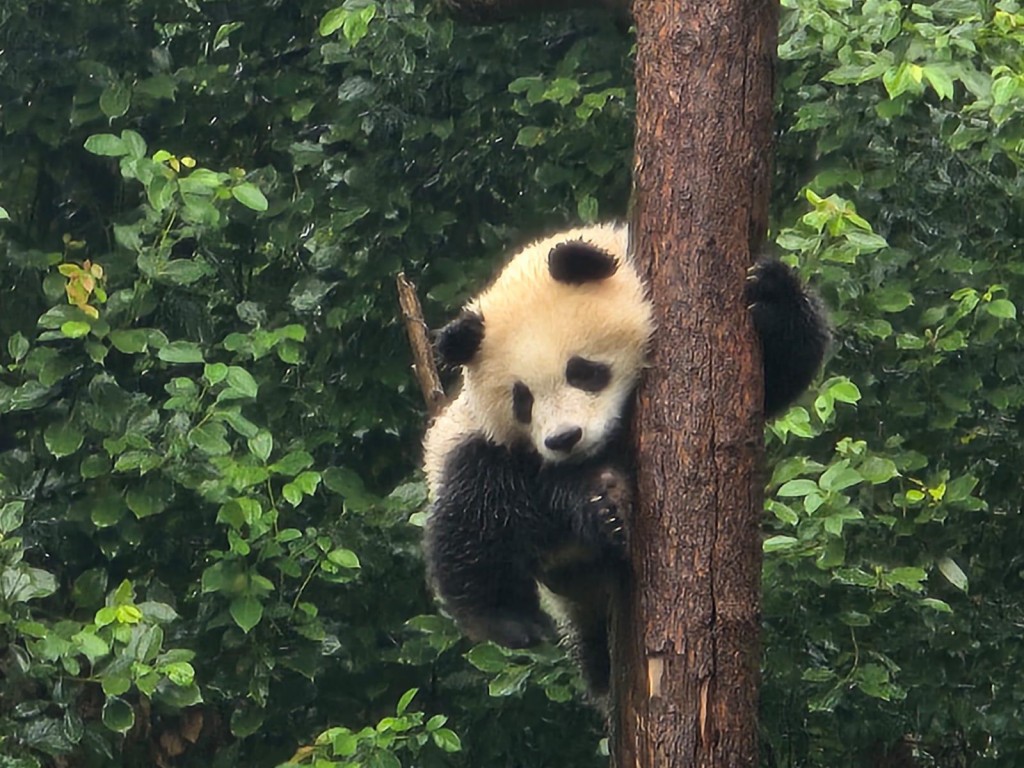 公会代表获安排参观成都大熊猫繁育研究基地。