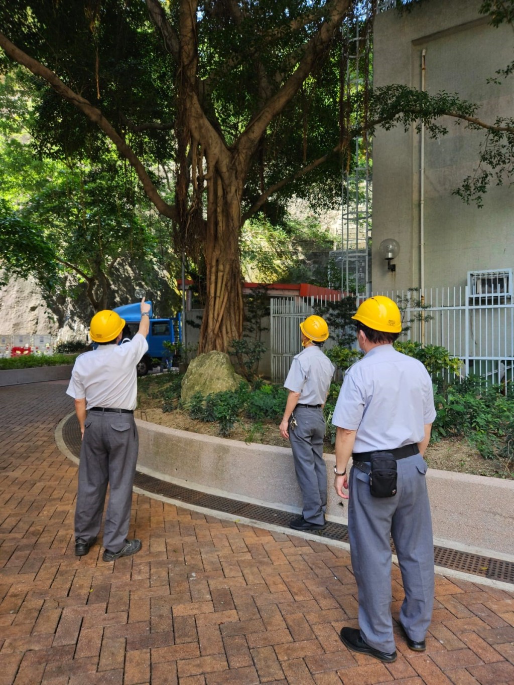邨管人员检查所有树木及其保护设施，适时修剪树木。何永贤FB