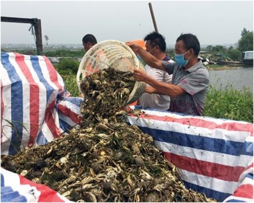 鱼蟹大量死亡，渔民受损严重，血本无归。网图