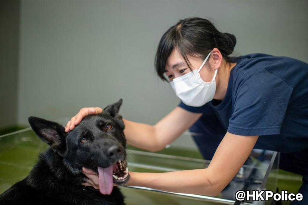警犬宝宝们将会由警犬队人员照料和看顾。香港警察fb图片