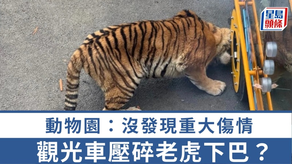 網傳動物園觀光車壓碎老虎下巴。