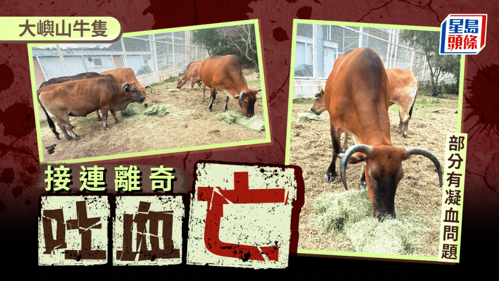大嶼山牛隻接連離奇吐血亡 關注組憂疫病所致 漁護署:部分牛有凝血問題 排除傳染病