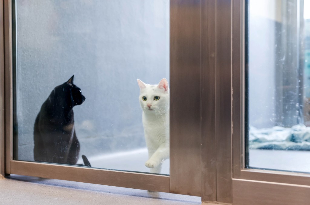 內地進口香港的寵物貓狗如符合規定，檢疫期由原本120天縮短至30天。