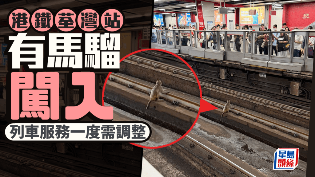 两日两宗│港铁荃湾站有马骝闯路轨 荃湾线列车服务一度受阻 现逐步回复正常