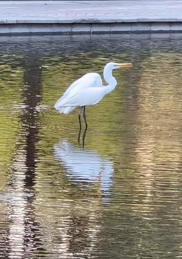 樓主：單車（館）公園除了有靚花以外，也有不同種類的雀鳥光臨。fb「將軍澳主場」截圖